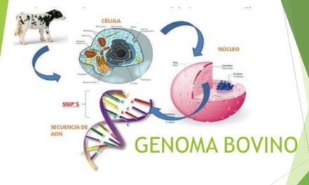 Modificarán el genoma bovino para producir leche más nutritiva y menos alergénica