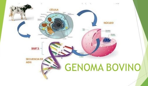 Modificarán el genoma bovino para producir leche más nutritiva y menos alergénica