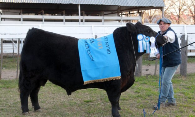 La cabaña “Los Robles” se quedó con el gran campeón Aberdeen Angus