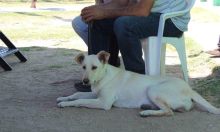 Quirófano Móvil de Mascotas en Vecinal Las Quintas