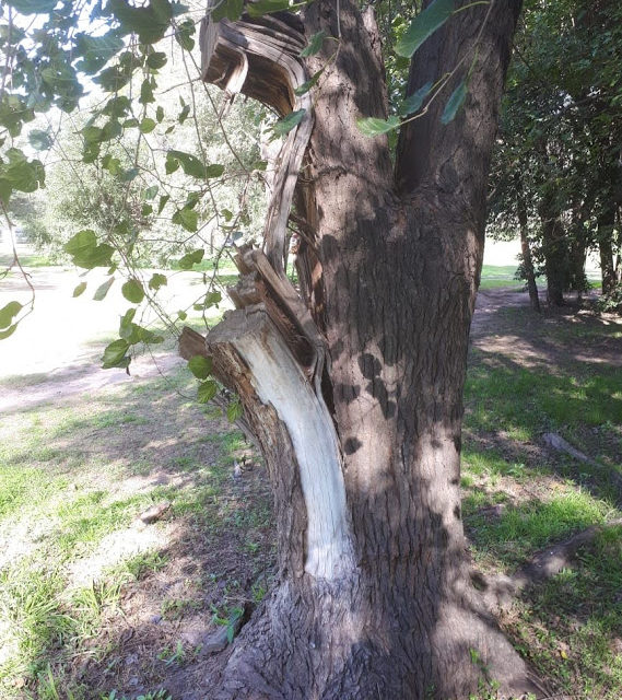 En Río Cuarto, hay más de 1.200 árboles en mal estado