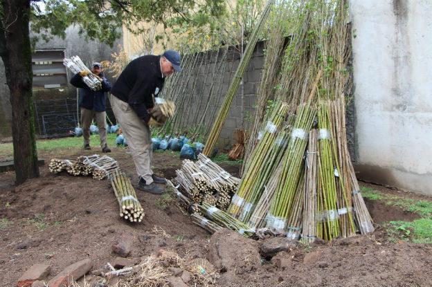 Forestación: Agricultura entregó más de 110 mil árboles