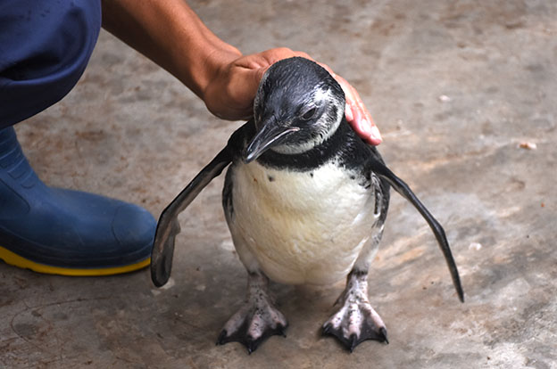 Policía Ambiental combate el tráfico ilegal de fauna