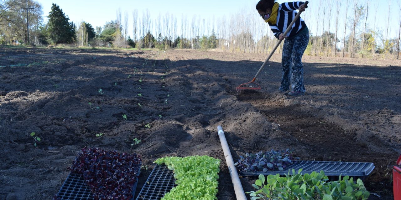 Coronel Moldes: Avanza el trabajo en la Huerta Agroecológica 