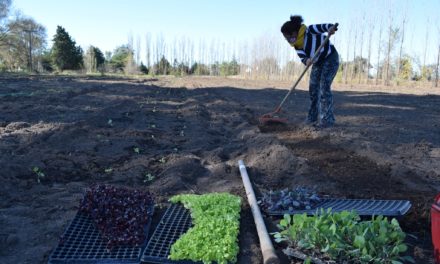 Coronel Moldes: Avanza el trabajo en la Huerta Agroecológica 