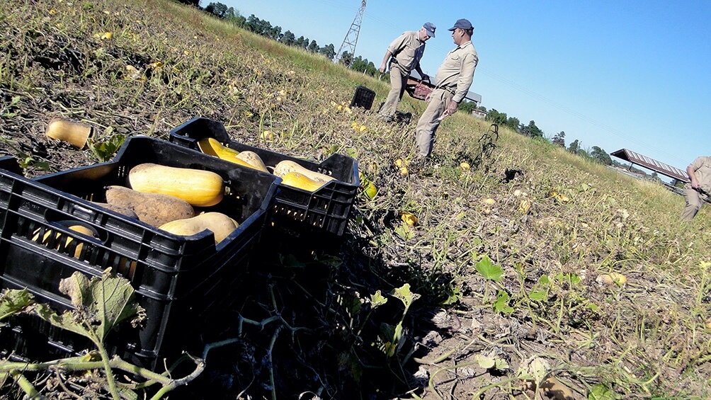 La brecha entre lo que pagó el consumidor y lo que recibió el productor subió 11%