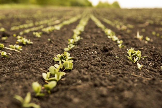 UNRC: El Consejo Superior aprobó la Diplomatura Superior en Agroecología