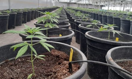 El Gobierno oficializó el proyecto de investigación sobre cultivo de cannabis para usos médicos