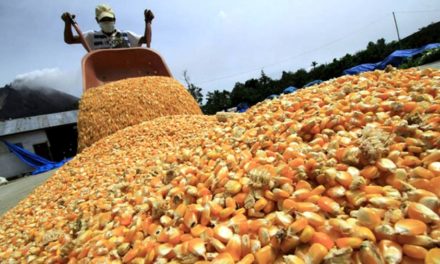 España y Portugal abrieron sus mercados al maíz argentino