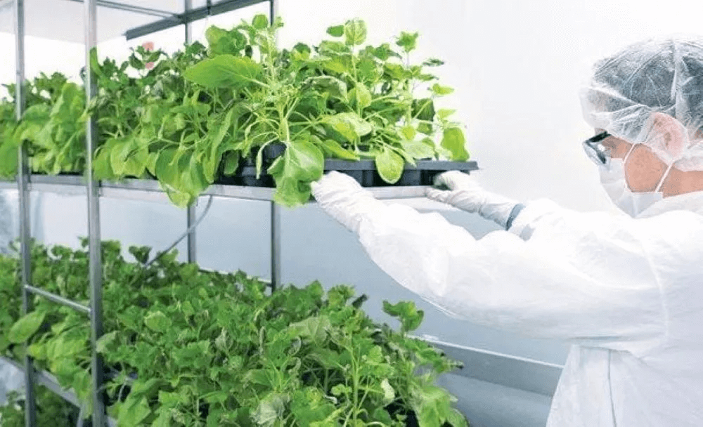 Nueva tecnología: aprobaron la vacuna vegetal que se testeó en Córdoba