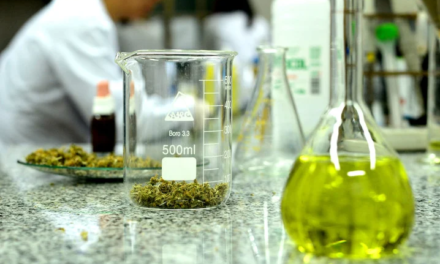 Cannabis: crean regulación para productos terapéuticos vegetales