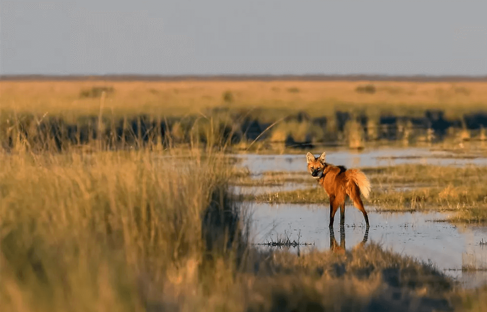 El Parque Nacional Ansenuza obtuvo dictamen de mayoría en Diputados