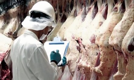 Las exportaciones de carne vacuna cerraron el primer semestre con récord en volumen y valor
