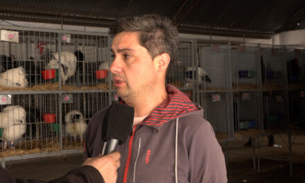 88° Expo Rural Río Cuarto: destacada calidad de animales en el área Granja