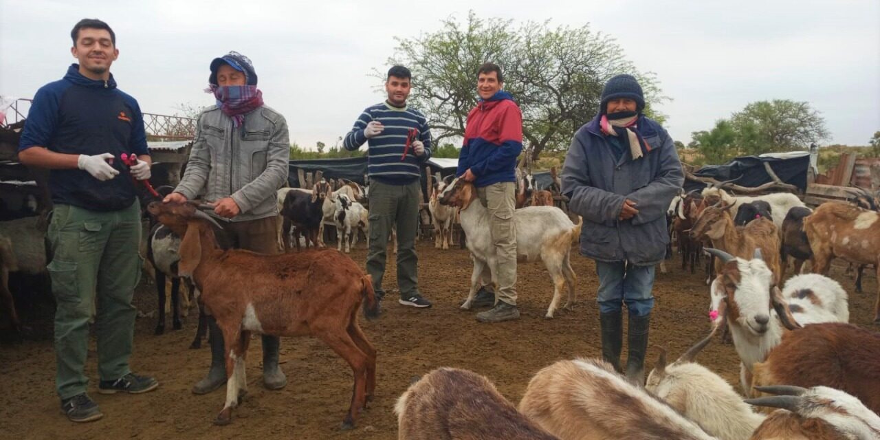 UNRC: Agronomía y Veterinaria realizó tareas de saneamiento de brucelosis en norte provincial