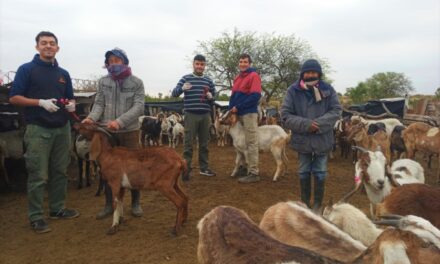 UNRC: Agronomía y Veterinaria realizó tareas de saneamiento de brucelosis en norte provincial