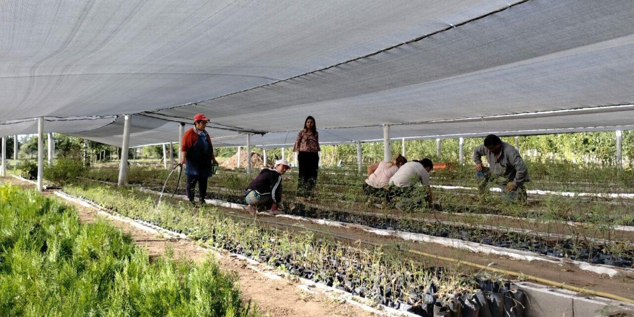 Buchardo: El municipio destacó el crecimiento del Vivero Municipal “Cruz del Sur”