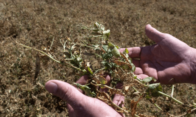 El Gobierno mejorará el financiamiento para productores afectados por la sequía