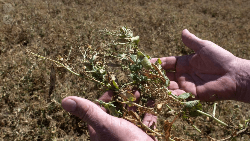 El Gobierno mejorará el financiamiento para productores afectados por la sequía