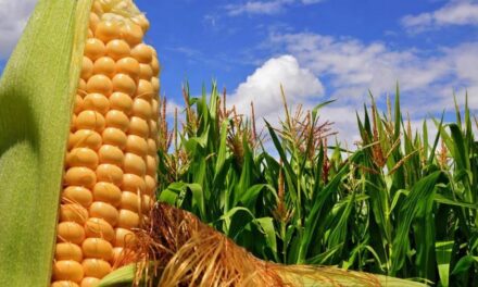 Se vendieron más de 655.000 toneladas de maíz en el arranque del dólar diferencial