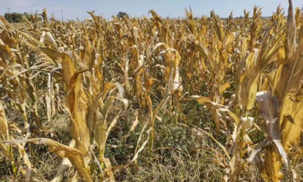 El Gobierno de Córdoba prorrogó la emergencia y/o desastre agropecuario