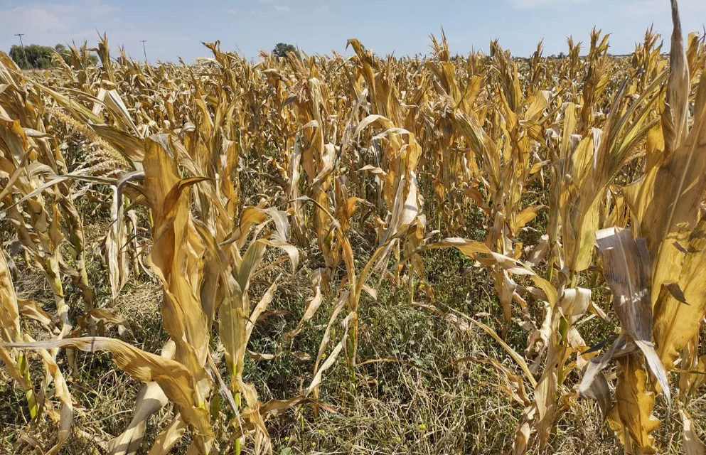 El Gobierno de Córdoba prorrogó la emergencia y/o desastre agropecuario