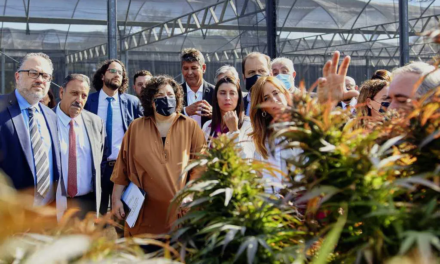 El Gobierno reglamentó la ley para el desarrollo local de cannabis medicinal