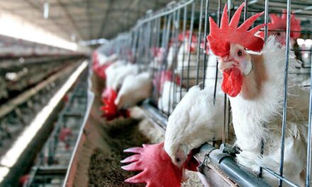 Cancillería confirmó que Argentina exportará carne aviar a Corea del Sur