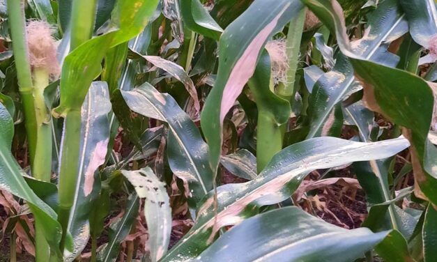 Una mayor humedad obliga a estar atentos al resurgir de enfermedades en maíz
