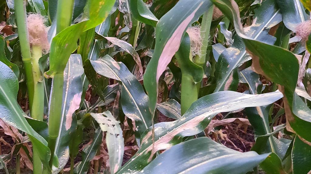 Una mayor humedad obliga a estar atentos al resurgir de enfermedades en maíz