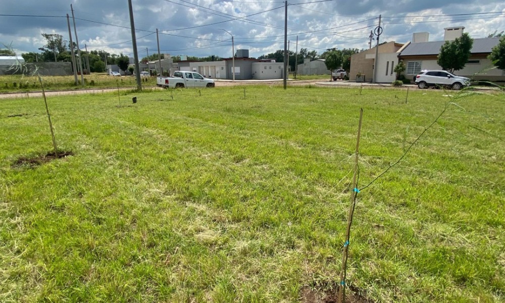 San Basilio: Se puso en marcha el Plan de Forestacón