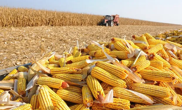 El maíz de safrinha en Brasil podría sufrir un recorte de superficie por atrasos en la soja