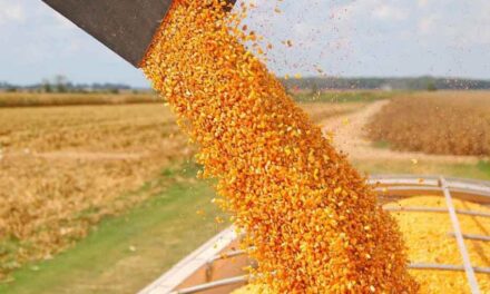 El maíz de safrinha en Brasil podría sufrir un recorte de superficie debido a atrasos en la soja
