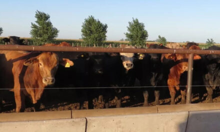 La mala distribución de un aditivo causó la muerte de animales en un feedlot de Monte Maíz