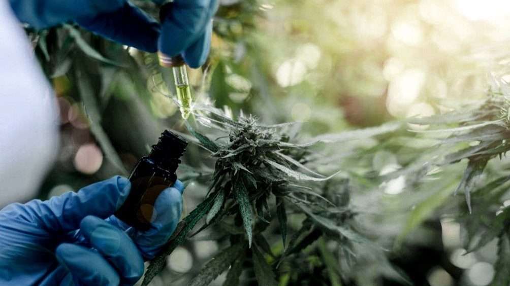 UNRC: Desarrollarán investigaciones científicas conjuntas sobre el cannabis medicinal