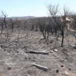 La Provincia declaró el desastre agropecuario por incendios