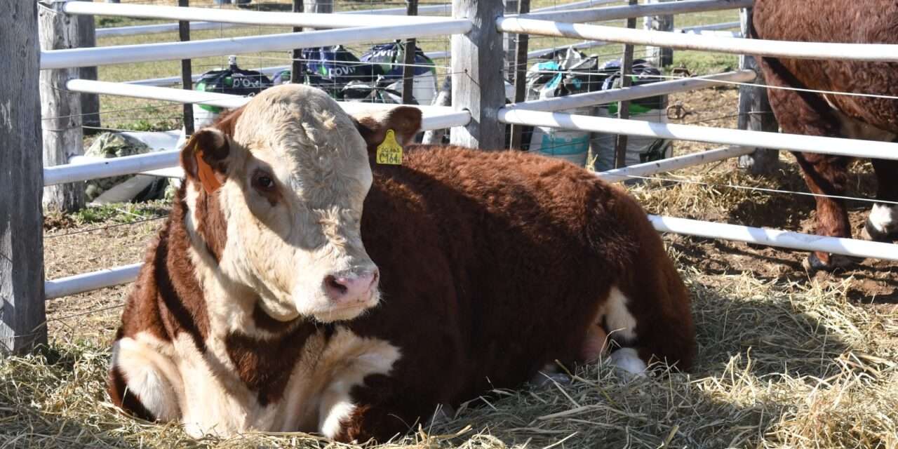 Expo Rural de Río Cuarto: ingresaron 260 bovinos y hay gran expectativa por la premiación