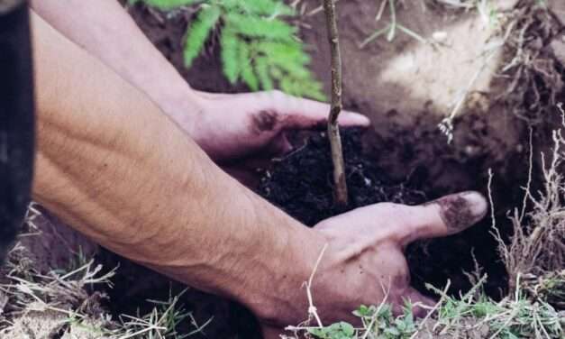 Huanchilla inició la campaña de forestación “Un árbol a la vez”