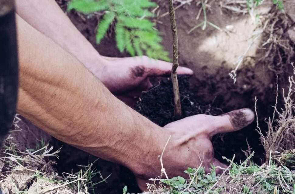 Huanchilla inició la campaña de forestación “Un árbol a la vez”