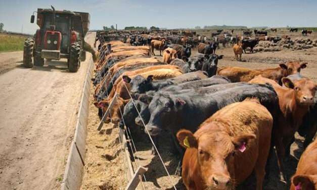 Engorde a corral: Indicios de una recuperación de las recrías y encierre de animales más pesados