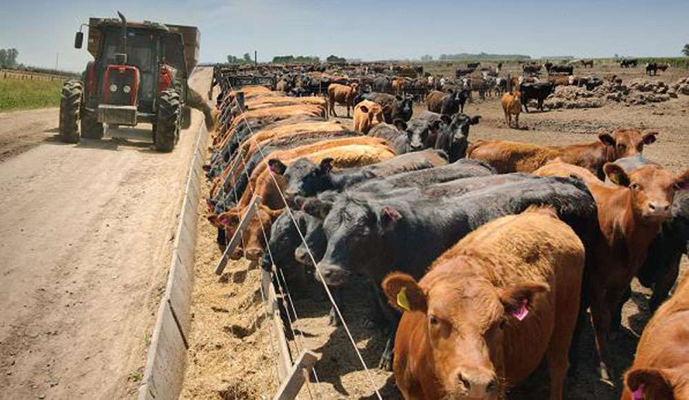 Engorde a corral: Indicios de una recuperación de las recrías y encierre de animales más pesados