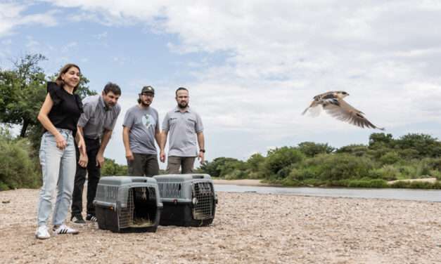 Casi 50 ejemplares de fauna silvestres regresaron a la naturaleza