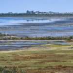 Ambiente realiza estudios de fauna nativa en Pulmones Verdes para fortalecer la conservación de la biodiversidad