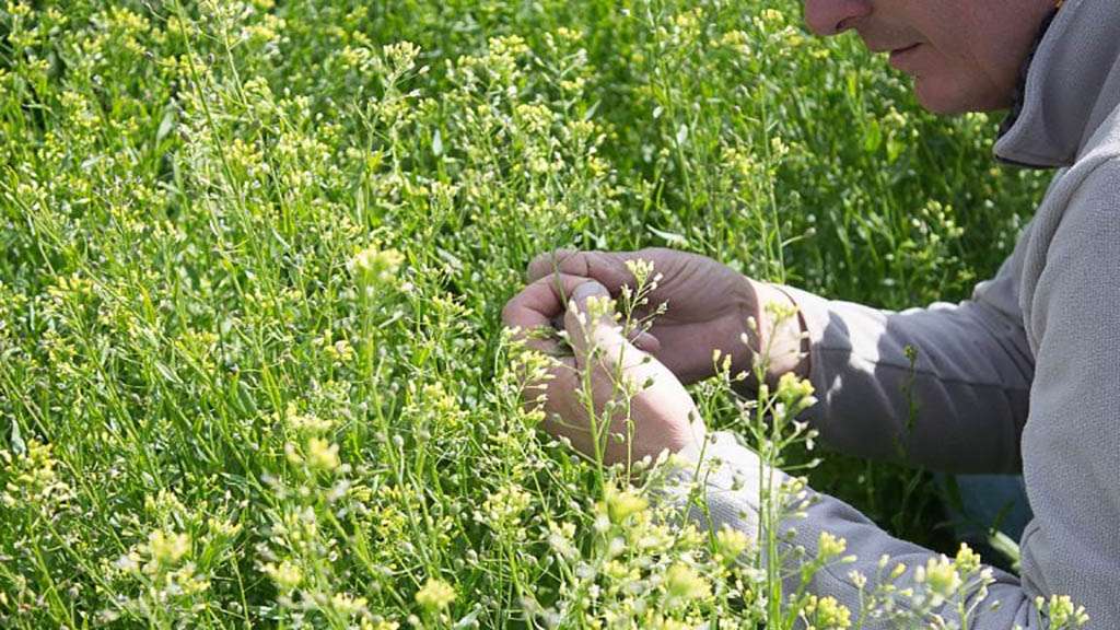 Camelina: compite con las malezas, reemplaza los barbechos cortos y es un excelente insumo para biocombustibles