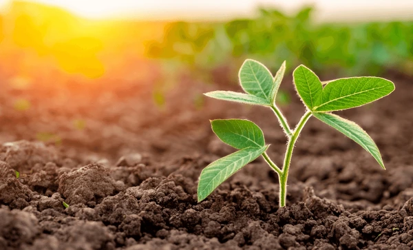 El motor invisible de la agricultura está bajo nuestros pies