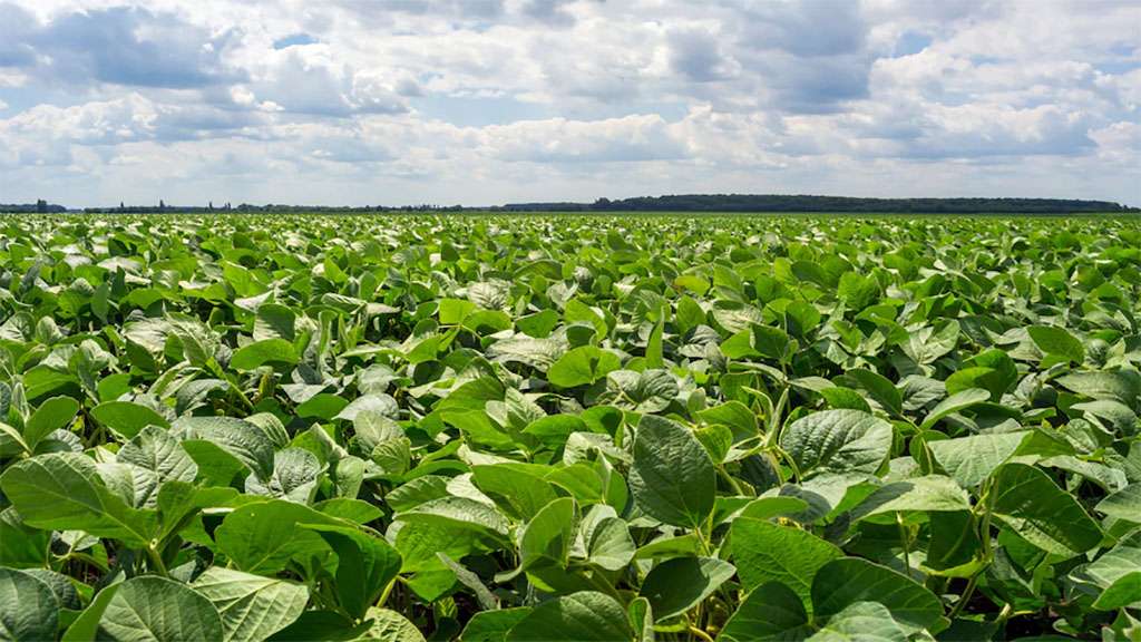 Tras las lluvias, la soja retoma fuerza y volvieron a crecer las proyecciones de rinde