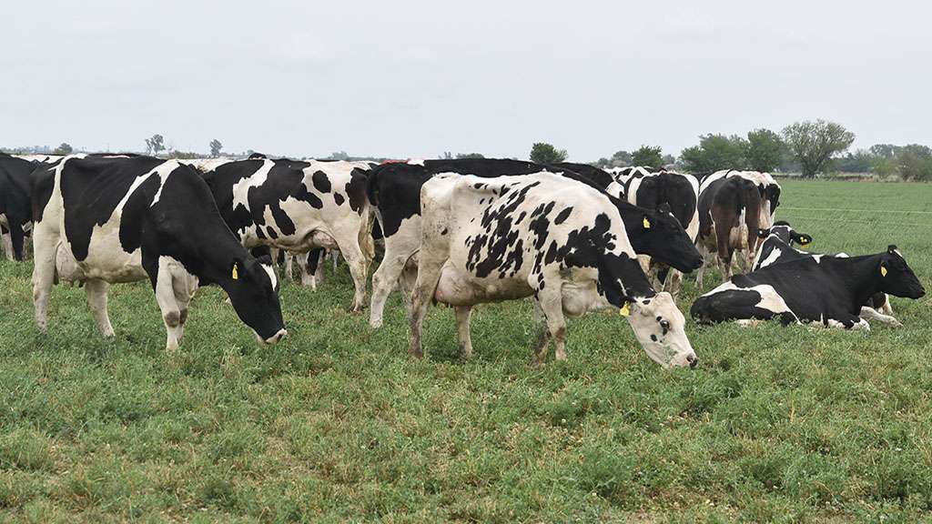 Un gigante del sector de equipos de ordeño permitirá utilizar vacas como garantías para accesos a crédito bancario y seguros